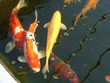 japanese koi carp japanese koi carp