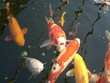 japanese koi carp japanese koi carp