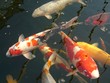 japanese koi carp japanese koi carp
