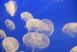 jelly fish