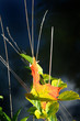 maple leaf abstract
