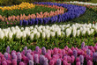 bulb flowers 4