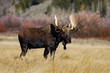 grazing moose