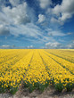 daffodil fields