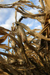 golden harvest