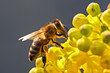 the bee in flower