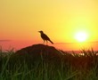 pajarito al atardecer