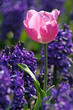 pink tulip pink tulip