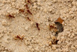 fire ants