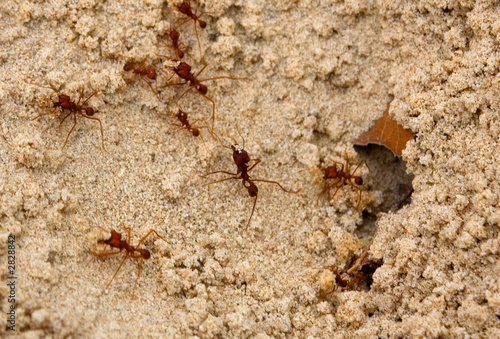 Photo: fire ants fire ants
