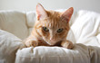 shy kitty