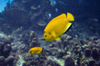 yellowfish