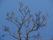 "trees": magnolia buds and nest in blue sky