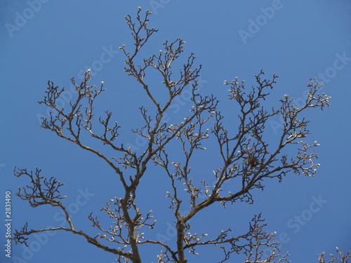 magnolia tree buds. quot;treesquot;: magnolia buds and