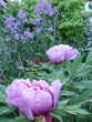 tree paeony