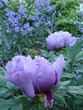 blooming tree paeony