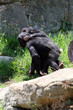 young chimpanzee walking together