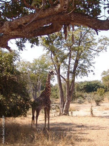girafe au malawi
