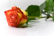 beautiful rose beautiful rose