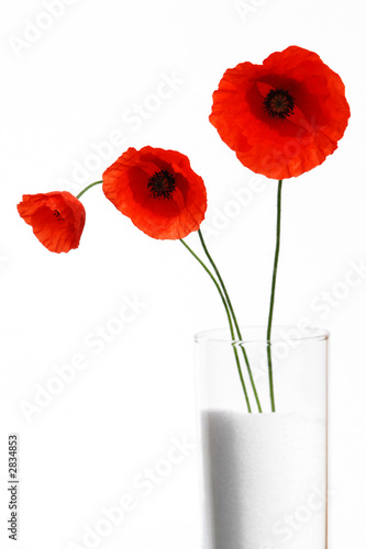 coquelicot 3