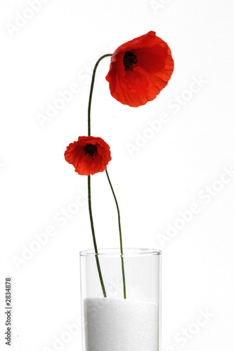 coquelicot 4