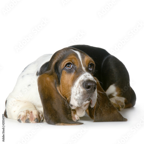 chiot basset artésien chiot basset artésien