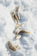 fish in the snow