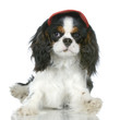 cavalier king charles ou épagneuls anglais