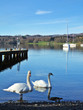 two swans on windermere