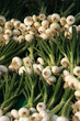 bunches of green spring onion