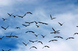 Photo: birds on the sky 1 birds on the sky 1
