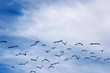 Photo: birds on the sky 2 birds on the sky 2