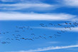 Photo: birds on the sky 3 birds on the sky 3