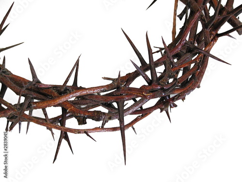 Photo: crown of thorns crown of thorns