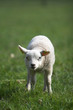 cute little lamb