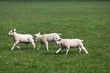 running through the field