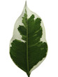 Foto: ficus benjamin ficus benjamin