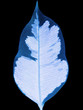 Foto: x-ray ficus benjamin x-ray ficus benjamin