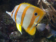 fisch