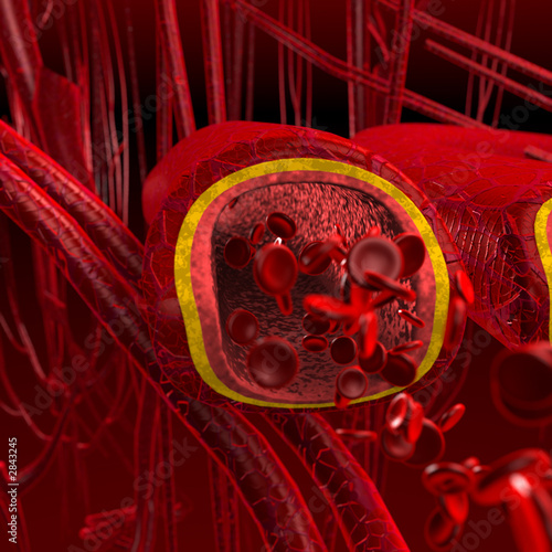 Illustration: blood arteries and veins cut section blood arteries and veins cut section
