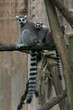 lemurs