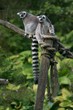lemurs