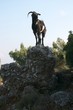 goath on rock