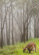 kangaroo and joey picking
