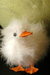 chicky
