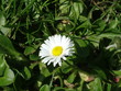 fleur