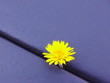 yellow flower in leather background