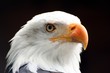 weisskopfseeadler weisskopfseeadler