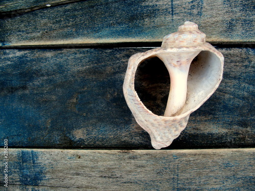 Photo: shell shell