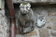 gargouille